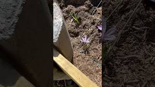 11032024 My Saffron Crocus is Up Planted 2 Weeks Ago😄 [upl. by Assenad]