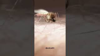 The Deadliest Animal The Mosquito mosquitofacts animalIQ deadliestanimals [upl. by Adnema]