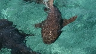 Terrifying shark attack footage amp three attack attempts  A windsurfers nightmare [upl. by Piderit]