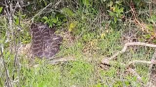 Piękny grzechotnik Beautiful rattlesnake Los Angeles Studio City [upl. by Eemiaj]