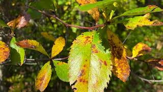 Crataegus sp Rosaceae hawthorn [upl. by Hafeetal]