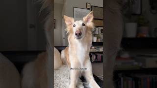 the skinny on the long part 2 dogtok borzoi silkenwindhound dogs about shorts ytpets [upl. by Kaile722]