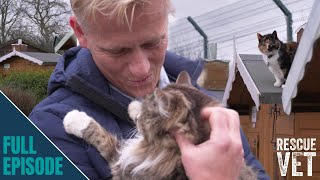 Cutest cat retirement village stops elderly cats from being put down  Rescue Vet with Dr Scott [upl. by Adall]