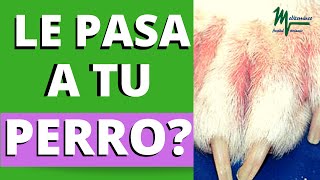 Porque mi ❌ PERRO se LAME MUCHO las PATAS DELANTERAS❌ y las tiene Rojas PODODERMATITIS en PERROS [upl. by Rudich]