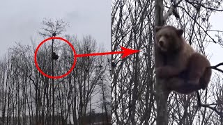 Brave Brown Bear Climbs Up 60ft Tree [upl. by Dibbrun]