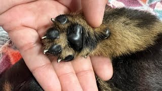 Removing dewclaws on Rottweiler puppies [upl. by Aiello]