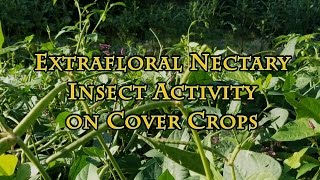 Extrafloral Nectary Insect Activity on Cover Crops [upl. by Talya]