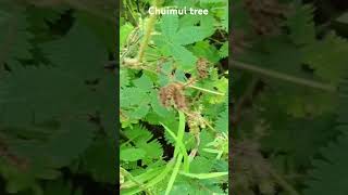 Chuimui tree 🌴🌴🌲🌲garden tree 🌴🎄sortsvideogemstone [upl. by Eisen]