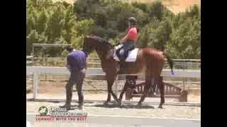 Dressage training with Alfredo Hernandez Piaffe and Passage Focus [upl. by Yornoc785]