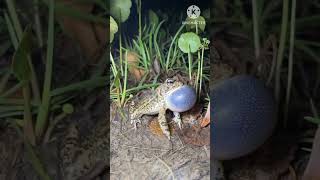 Frog soundsnice soundshortallahvideo [upl. by Mattox]