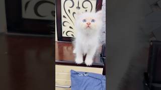 Billu ke bacche ka pahla tamacha😳catcomedy catvideo billucat cat sajidcat billug [upl. by Battiste842]