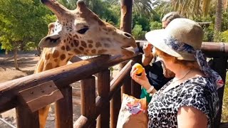 Les Girafes dAfrique  Les Géantes du Royaume Sauvage [upl. by Novel980]