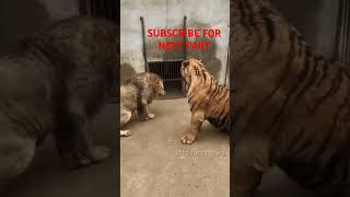 tigerpowernewtrendingshortsvirelshorts amazingfacts animals tiger animalfacts [upl. by Nalid]