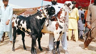 Bakra Mandi sahiwal ki update batel baredar Bakery 03124058010 Altaf goat farm [upl. by Geesey]