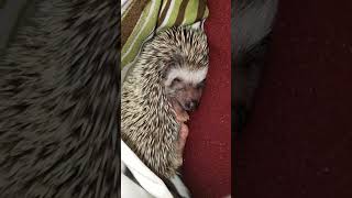 Baby Hedgehog  Cutest Pet in the WORLD [upl. by Adnahcal526]