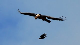 Bearded Vulture Gypaetus barbatus in the High Atlas Morocco [upl. by Adnileb]