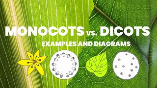 Learn easy to observe characteristics of monocots and dicots  Monocotyledons vs Dicotyledons [upl. by Ysnat]