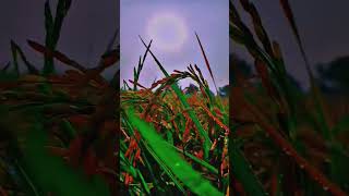 Arijitsingh views nature beautifulnatureworld shortvideos farming music [upl. by Adym]