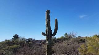 Saving a Saguaro Cactus Green Valley AZ 01252018 [upl. by Hagi391]