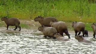 Pantanal  Bando de capivara [upl. by Llehcim786]