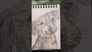 Realistic Dog Sketch in 52 Seconds 🐾 [upl. by O'Mahony]