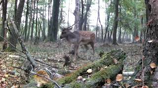 Deer in autumn Rutting time [upl. by Amrita]