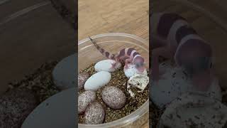 Baby Leopard Gecko Scream f gecko leopardgeckos foryou lizard leopardgecko petreptiles l [upl. by Ainehs754]