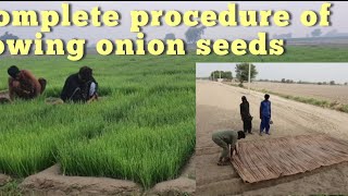 Complete procedure of sowing onion seeds [upl. by Nylloc]