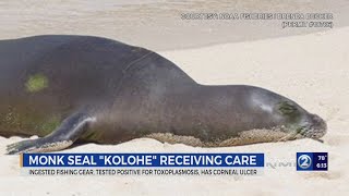 Monk seal Kolohe hospitalized for toxoplasmosis ingested fishing gear ulcer [upl. by Ynot]