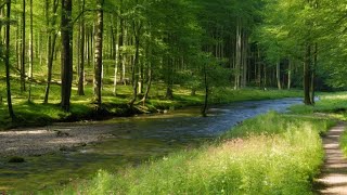 DOĞADA HUZURA YÜRÜYÜŞ keşfet sağlık huzur keşfetteyiz [upl. by Enelyt308]