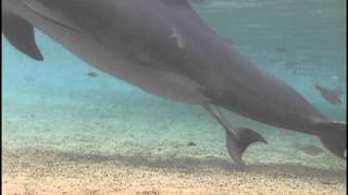 Incredible Dolphin Birth at Dolphin Quest Hawaii [upl. by Asinla]