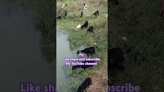 Black Bengal female with Boer cross breed male kids [upl. by Marb481]