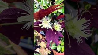 Flower of Passiflora trifasciata duckfeetplant passifloratrifasciata shorts [upl. by Darreg403]