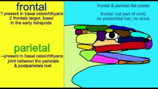 VERTEBRATE SKULL EVOLUTION OF THE FRONTAL amp PARIETAL BONESavi [upl. by Satterfield]