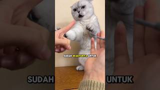 tingkah menggemaskan si kucing gemoy saat waktunya gunting kuku [upl. by Elbam]