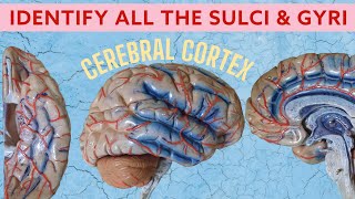 Cerebral Cortex  Sulci amp Gyri  Neuroanatomy spotting [upl. by Amej139]