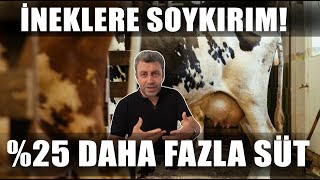 Simental Mi Holstein Mı  Daha Fazla Süt quotİneklerine Soykırım Yapılıyorquot  Verimli Çiftlikler [upl. by Eva]