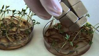 Magnetically actuated plants [upl. by Saylor]