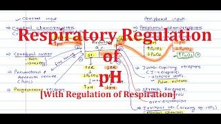 3 Respiratory Regulation of pH With Regulation of Respiration [upl. by Neved]