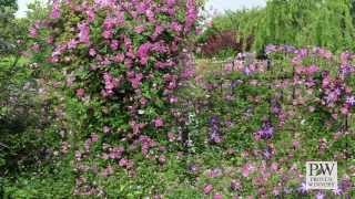 Variety Introduction Pink Mink® Clematis [upl. by Bardo]