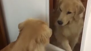 Golden Retriever tries to befriend his mirror reflection [upl. by Yert]