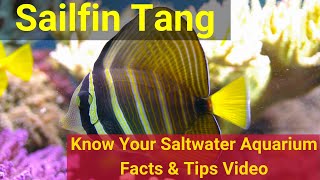 Sailfin Tang Zebrasoma veliferum Know Your Saltwater Aquarium Tangs  Facts amp Tips [upl. by Kcuhc]