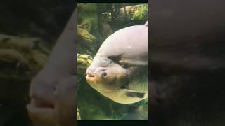 இதுதான் Red belly pacu aquariumfish pacu shorts youtubeshorts ytshorts trendingshorts tamil [upl. by Yregerg]