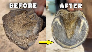 Farrier Horse Hoof Repair Horseshoeing Restoration Oddly Satisfying  farrier asmr [upl. by Etteiram]