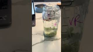 Module 2 Lactic Acid Fermentation set up video 2  Veronica Ragay [upl. by Rosenblast]