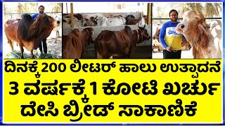 250 Gyr cattle Sahiwal cattle Malnad gidda hallikar desi cow dairy farm kannada [upl. by Kassity358]