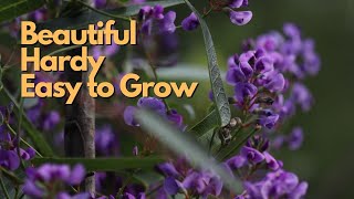 Hardenbergia violacea Purple Coral Pea  Australian Native Plant Profile  Grow Guide [upl. by Lerrehs14]