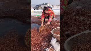 Conical chestnut ice water cleaning process [upl. by Hsiwhem379]