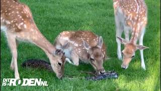 Filmpje Hertenkalfjes geboren in hertenkamp Jaap Heinspark uit Peize [upl. by Dub113]