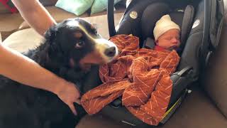 Bernese Mountain Dog Meets Newborn Baby Brother [upl. by Oiram]